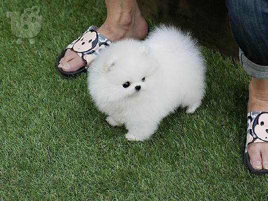 PoulaTo: Όμορφα κουτάβια Pomeranian